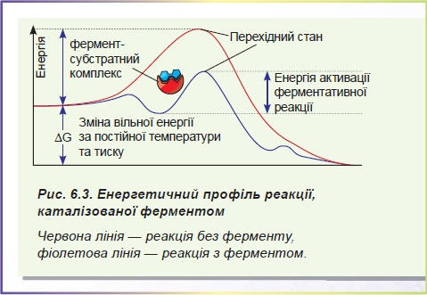 Реферат: Властивості ферментів як біологічних каталізаторів