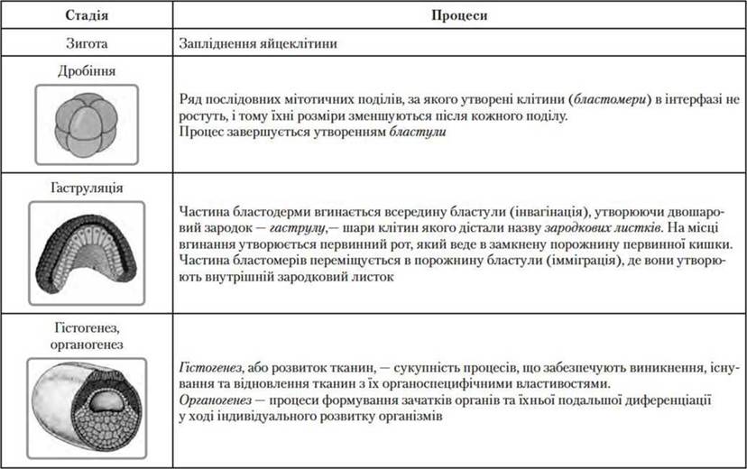 Характеристика стадий эмбрионального периода. Этапы эмбриогенеза таблица. Стадии эмбриогенеза таблица. Эмбриональный период схема. Эмбриональный период таблица.